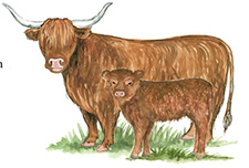 Highland Cow